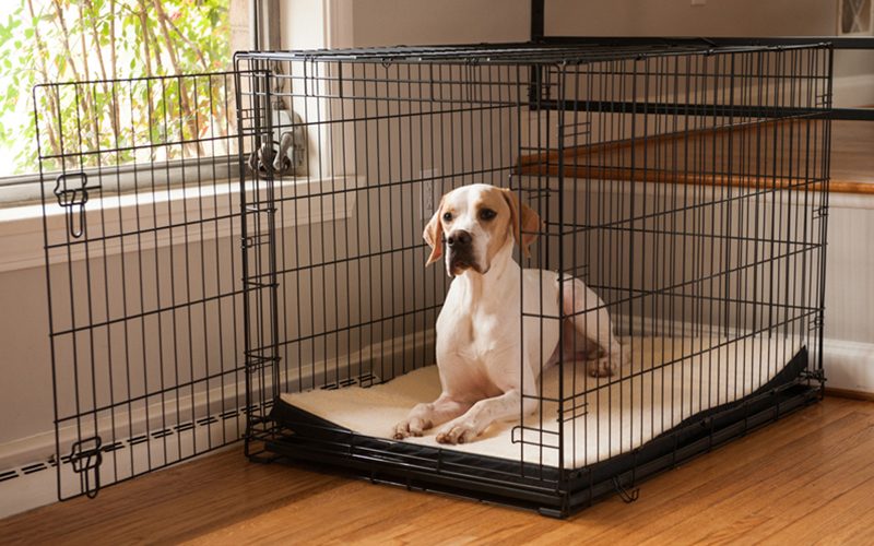 Crate Training: Don't Fence Me In