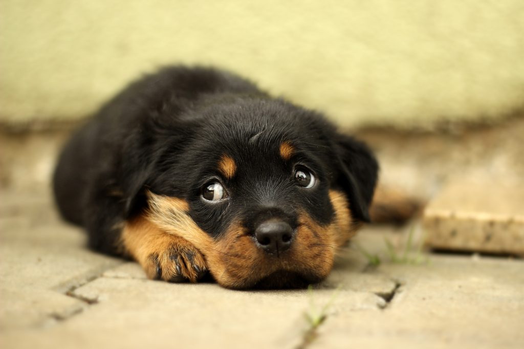 worried puppy